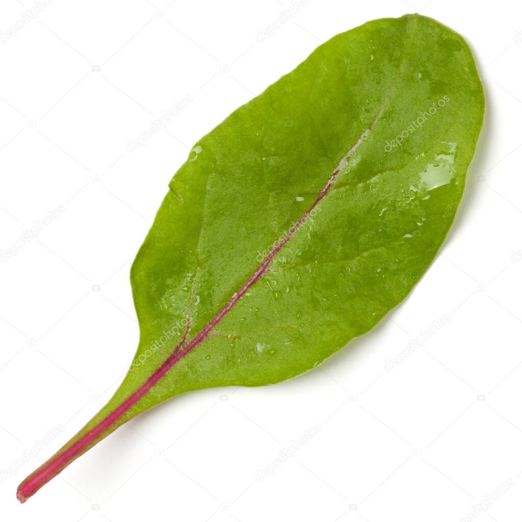 Lettuce chard leaf salad handful isolated on white background. T