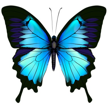 Blue butterfly papilio ulysses (Mountain Swallowtail) isolated  clipart