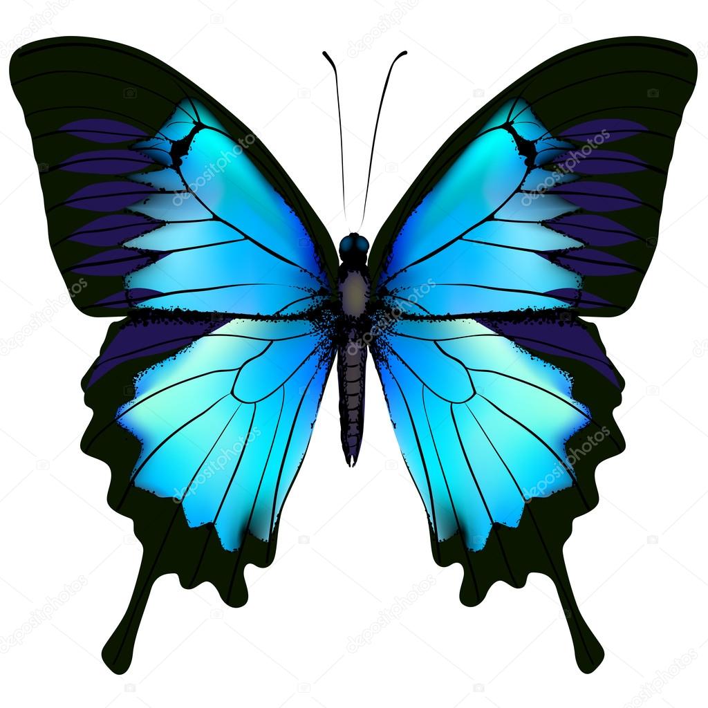Blue butterfly papilio ulysses (Mountain Swallowtail) isolated 