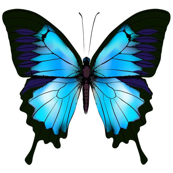 Illustration vectorielle papillon — Image vectorielle