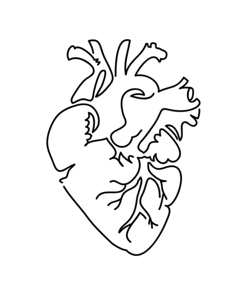 Icona del cuore isolata su sfondo bianco. Linea illustrazione artistica e schizzo del cuore umano. Logo del cuore medico vettoriale — Vettoriale Stock