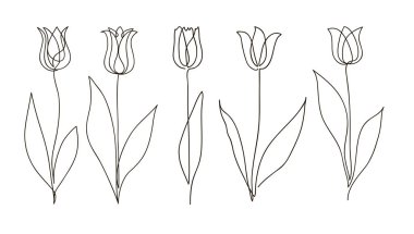 Lale çiçeği seti. Sürekli çizim. Çizgi sanatı konsepti. Davetiye kartı ve pankartın dekorasyonu için modern trend deseni