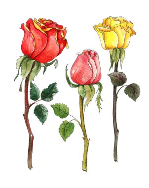 Kırmızı, sarı ve pembe güllü suluboya çizimler. Botanik illüstrasyon, çiçek elementleri beyaz arka planda izole edilmiş. Yeşil dallar, çiviler.