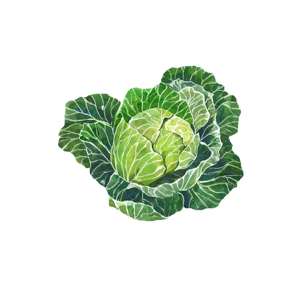 Watercolor Ilustração Abacate Repolho Verde Isolado Sobre Fundo Branco Comida — Fotografia de Stock