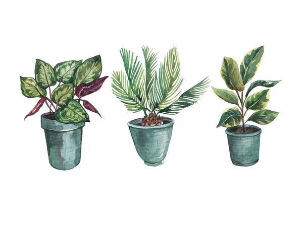 Akvarell Virágcserepek Zöld Növényekkel Kertészkedés Kert Gyümölcsös Beltéri Növények Zöld — Stock Fotó