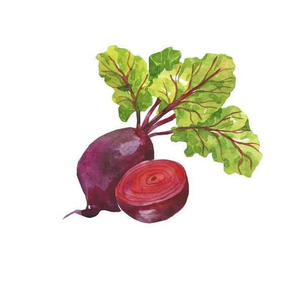 Υδατογραφία Απεικόνιση Ενός Κόκκινου Παντζαριού Λαχανικά Συγκομιδή Απομονωμένο Λευκό Φόντο — Φωτογραφία Αρχείου