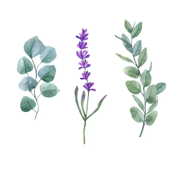 Kvistar Eukalyptus Och Lila Lavendel Isolerad Vit Bakgrund Botanisk Illustration — Stockfoto