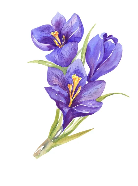 Ilustracja Akwareli Gałąź Akwarelowych Krokusów Ilustracja Botaniczna Kwiaty Izolacja Białym — Zdjęcie stockowe