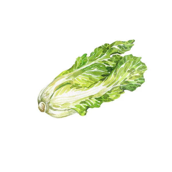 Watercolor Illustration Green Peking Cabbage Exotic Fruit Isolated White Background — Stock Photo, Image