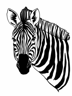 Siyah ve beyaz zebra, çizim. Zebranın yüzü büyüktür. Hayvan çizimi. İzleyiciye bak. Beyaz arkaplanda siyah grafikler.