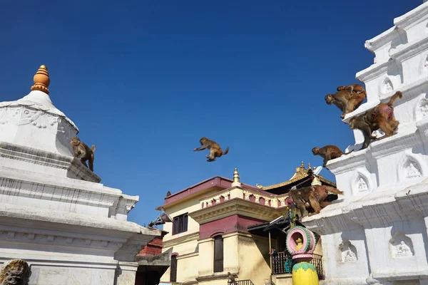 Horda de monos saltando entre edificios religiosos —  Fotos de Stock
