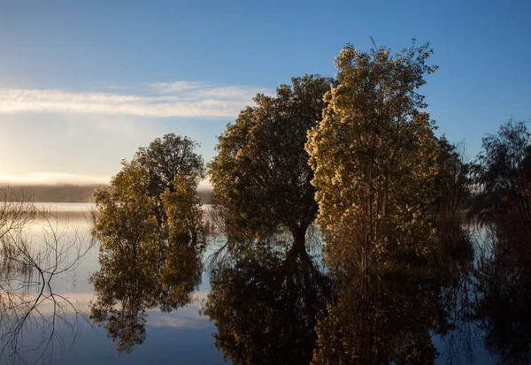 Jezioro krajobraz z paperbark drzewa w wodzie — Zdjęcie stockowe