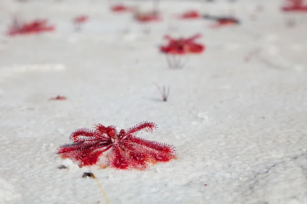 Rød farge soldugg - kjøttetende planter på hvit sand – stockfoto