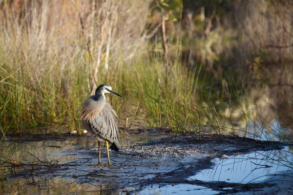 Volně žijící pták volavka na břehu jezera, Fraser, Austrálie Stock Fotografie