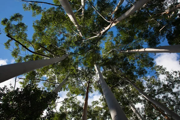 Koruny stromů bílé gumy na Fraser Island Stock Obrázky