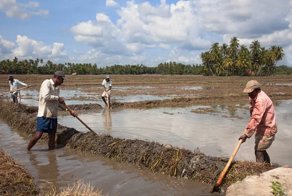 Hombres de Sri Lanka trabajan en el campo de arroz — Foto de Stock