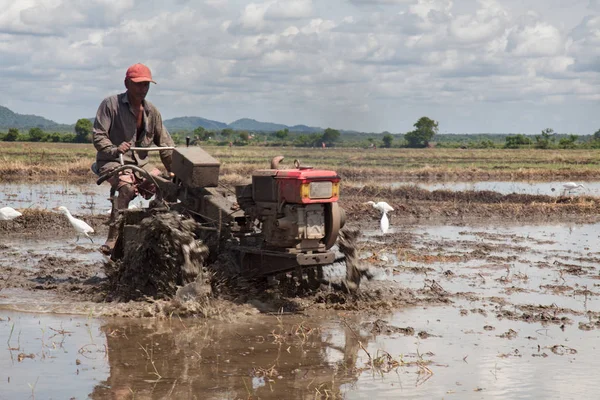 El hombre de Sri Lanka trabaja en el campo de arroz — Foto de Stock