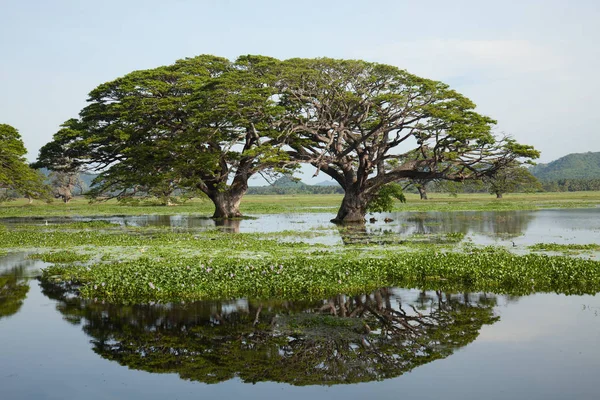 Lake landschap - gigantische bomen met water reflectie Stockfoto