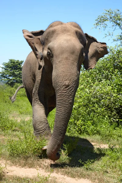 Widok z przodu słoń — Zdjęcie stockowe