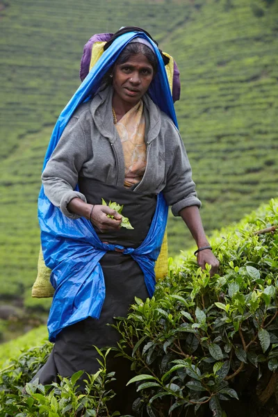Tamil mulher escolhe folhas de chá fresco — Fotografia de Stock