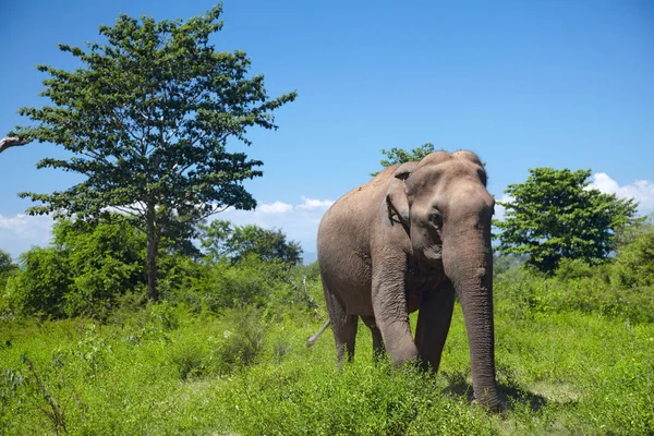 Słoń, chodzenie na trawie — Zdjęcie stockowe