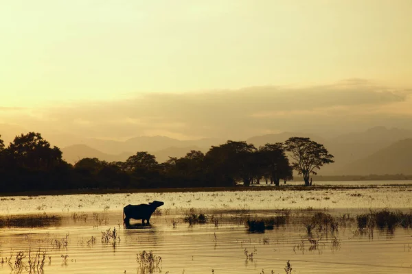 Atardecer lago paisaje con búfalo de pie en el agua — Foto de Stock