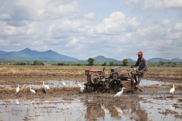 Homem do Sri Lanka trabalha no campo de arroz — Fotografia de Stock