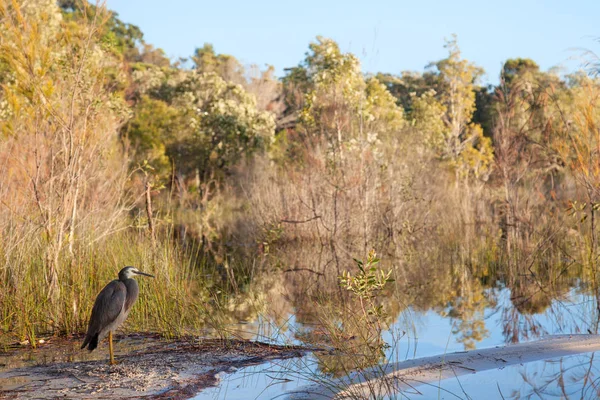 湖の岸、フレイザー、オーストラリアの野鳥アオサギ ストックフォト