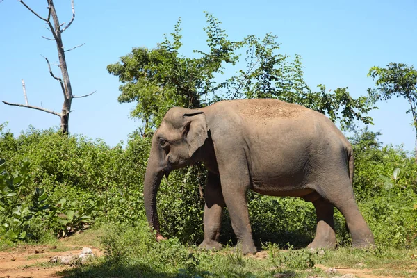 Aziatische olifant staande op het gras, zijaanzicht Stockafbeelding