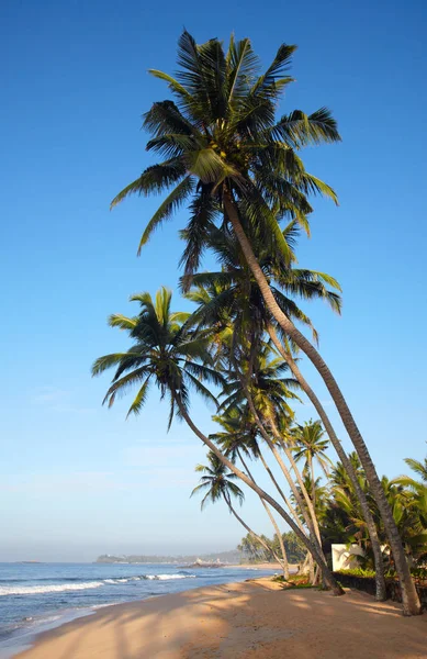 Tropischer Sandstrand mit Kokospalmen — Stockfoto
