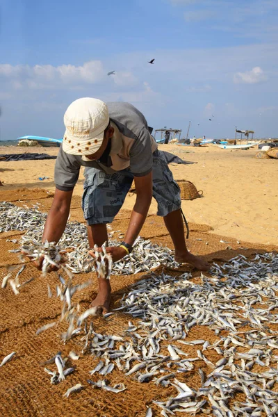 Sri Lanka método tradicional de secado de pescado fresco — Foto de Stock