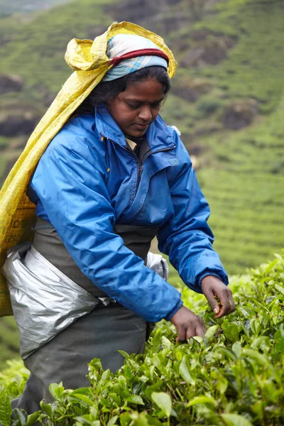 Tamil mulher escolhe folhas de chá fresco — Fotografia de Stock