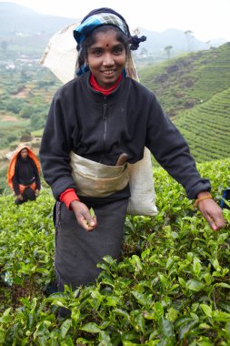 Taze çay yaprakları Tamil kadın alır