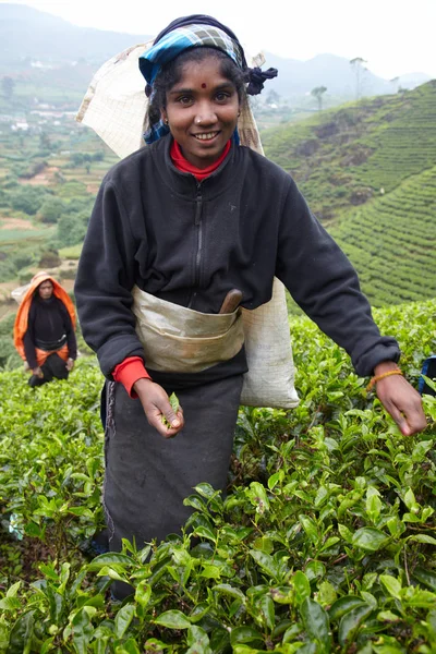 Mujer tamil recoge hojas de té frescas — Foto de Stock