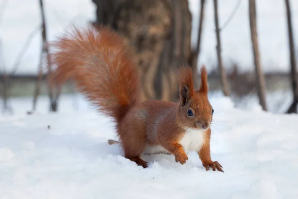 Ardilla roja europea (Sciurus vulgaris) caminando sobre la nieve —  Fotos de Stock