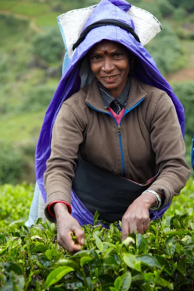 Tamil donna raccoglie foglie di tè fresco — Foto Stock