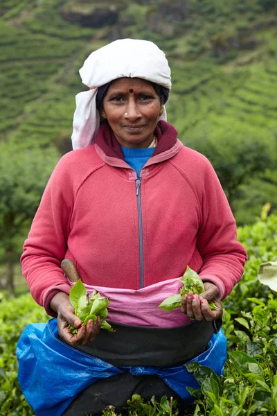 Mujer tamil recoge hojas de té frescas — Foto de Stock