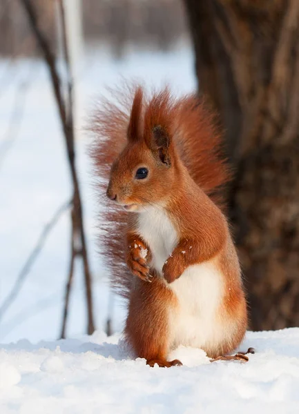 Europese rode eekhoorn op sneeuw in het bos — Stockfoto