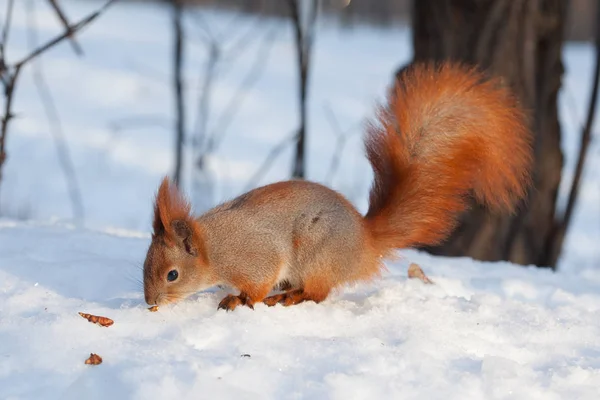 Evropská zrzavá veverka (Sciurus vulgaris), chůzi na sněhu — Stock fotografie