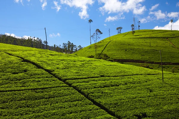Plantação de chá em Sri Lanka — Fotografia de Stock