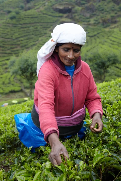 Mujer tamil recoge hojas de té frescas — Foto de Stock