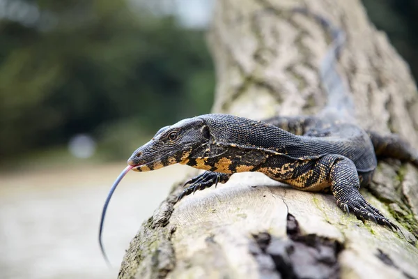 Surveillez le lézard sur le tronc d'arbre — Photo