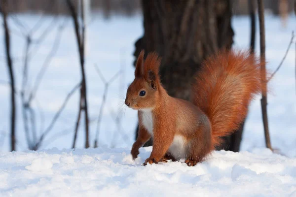 European red squirrel on snow in the forest — Stock Photo, Image