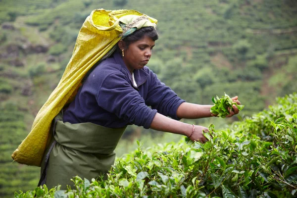 Tamilische Frau pflückt frische Teeblätter — Stockfoto