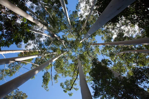Kronor av vita tuggummi träd på Fraser Island Stockbild