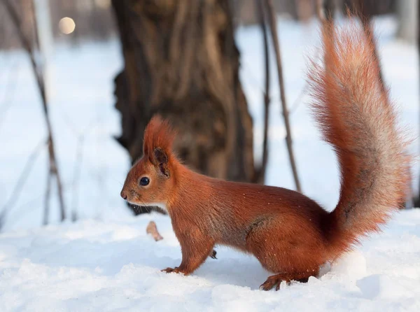 Esquilo vermelho europeu na neve na floresta — Fotografia de Stock