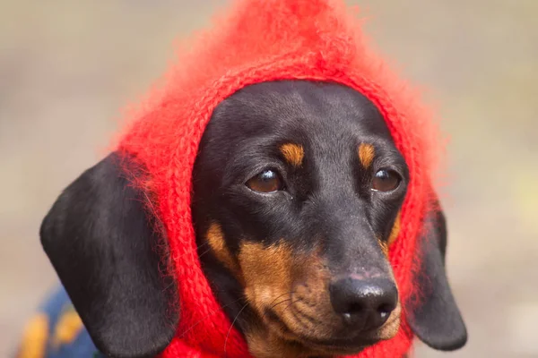 Funny dressed Dachshund dog with red hat on head