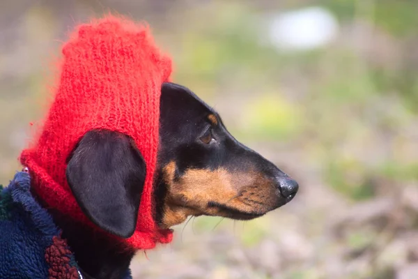 Funny oblečený pes jezevčík s červeným kloboukem na hlavě — Stock fotografie