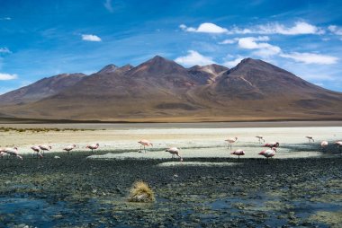 Laguna Hedionda - pembe flamingolar ile Tuz Gölü