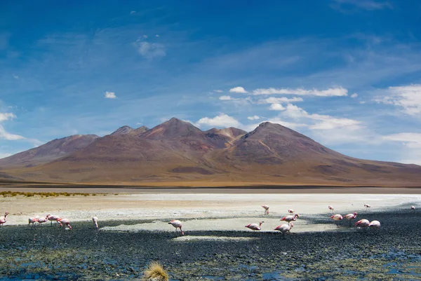 Laguna Hedionda - zout meer met roze flamingo 's — Stockfoto